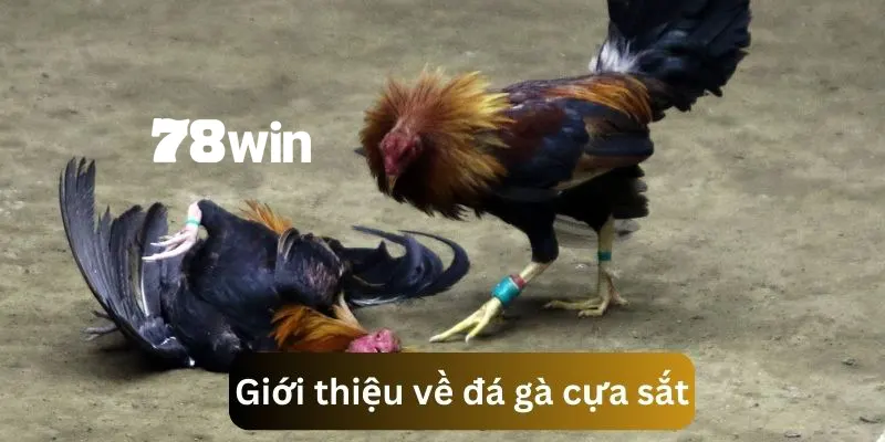Đá Gà Cựa Sắt - Trải Nghiệm Các Trận Đối Kháng Sôi Động 2 Tìm hiểu nội dung giới thiệu về đá gà cựa sắt